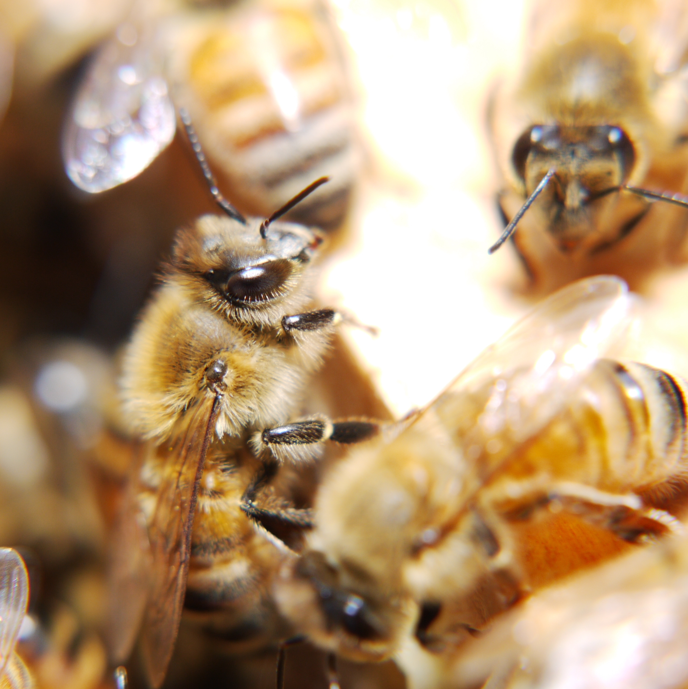 「ミツバチ」と「はちみつ」 - 一般社団法人 セルズ環境教育 