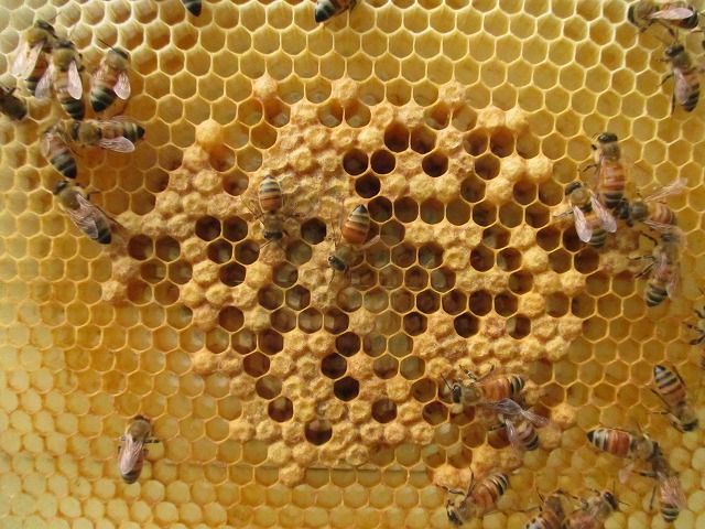 ミツバチの行動範囲 [巣からどのくらいの距離を飛ぶのか] - 一般社団法人 セルズ環境教育デザイン研究所