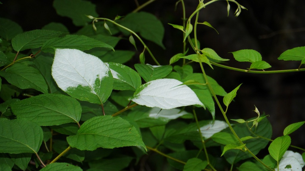 マタタビの葉っぱは白くなる 一般社団法人セルズ環境教育デザイン研究所
