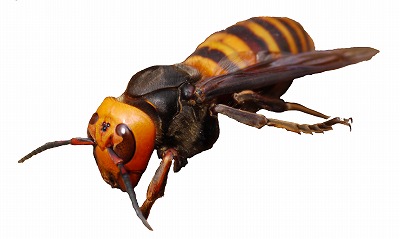 ハチの事故予防 刺すハチと刺さないハチ 一般社団法人セルズ環境教育デザイン研究所