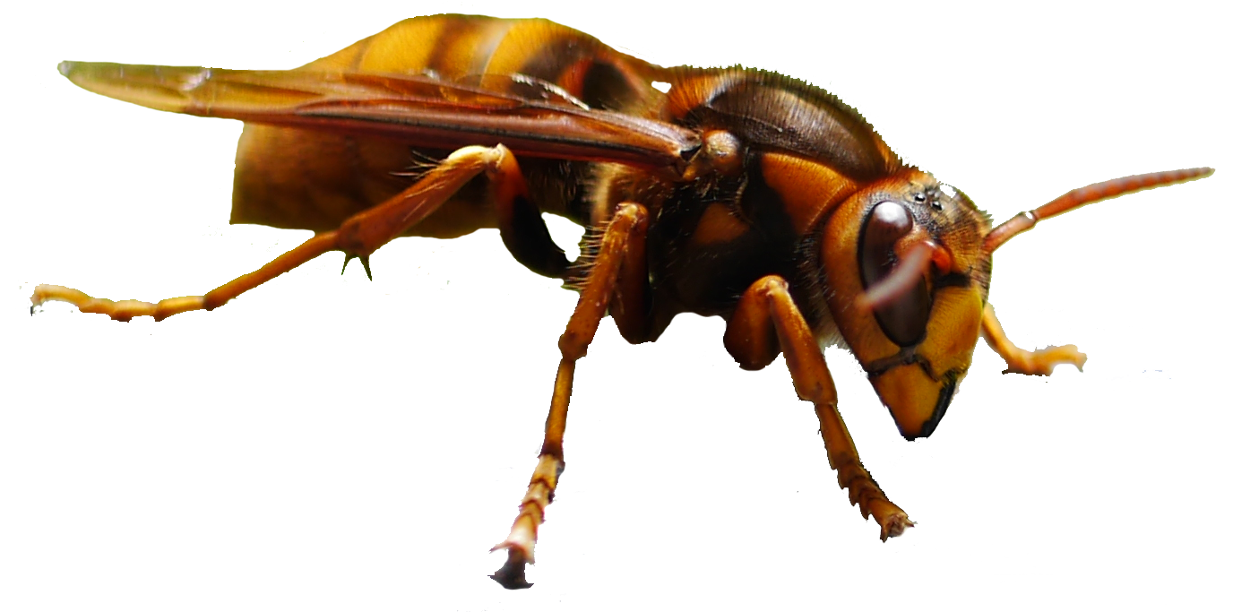 ハチの事故予防 刺すハチと刺さないハチ 一般社団法人セルズ環境教育デザイン研究所